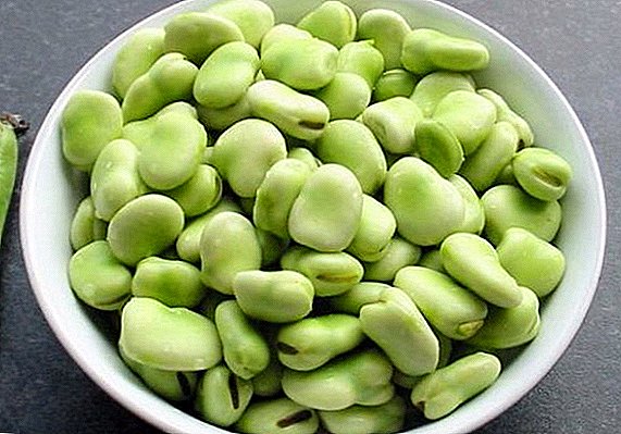 Bagaimana kacang berguna untuk badan?