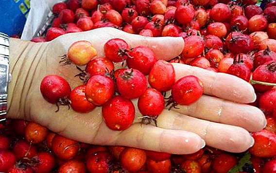 How useful and how to collect hawthorn berries