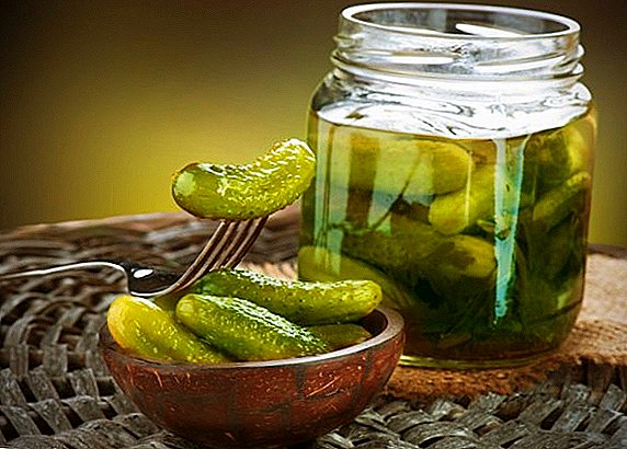 What is useful and harmful salted (pickled) cucumbers?