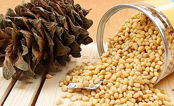 How are pine nuts useful?