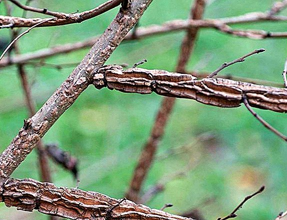 Quels sont les avantages des feuilles d'orme et de l'écorce?
