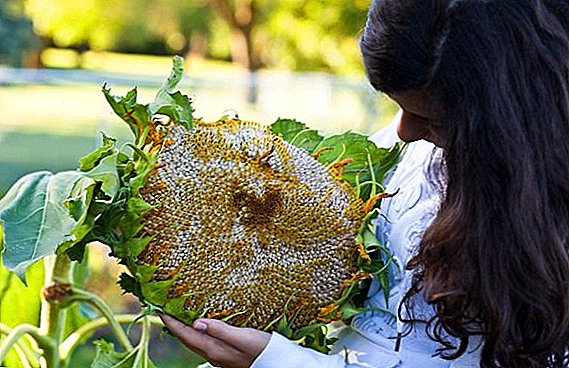 Apakah benih bunga matahari yang berguna untuk wanita