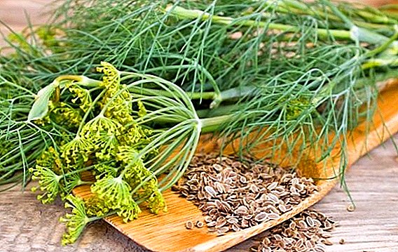 What is useful seeds (seed) of fennel for the human body?