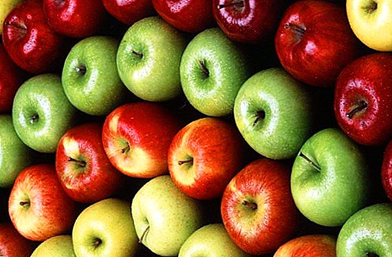 Was sind die Vorteile von Äpfeln: Verwendung und Kontraindikationen