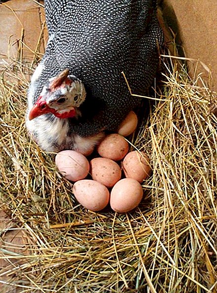Hoe nuttig parelhoenders eieren