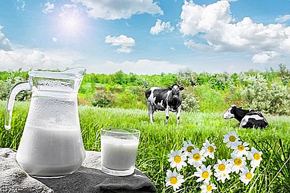 ¿Qué es la leche de vaca útil y perjudicial?