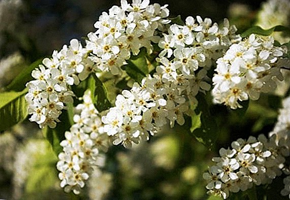 Bird cherry: planting and care