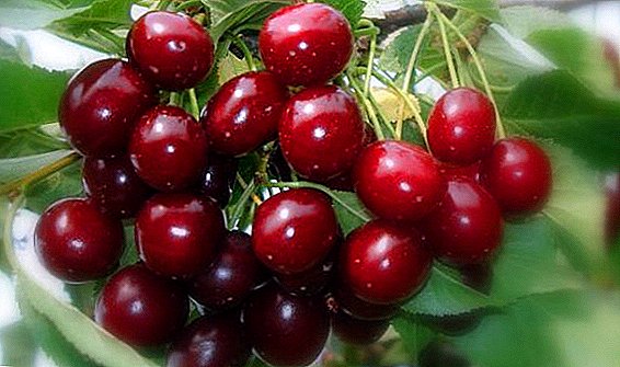 Cherry ngọt "Adeline": đặc điểm, ưu và nhược điểm