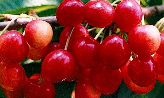 Sweet cherry "Franz Joseph": omadused, plusse ja miinuseid