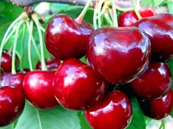 Sweet cherry Iput