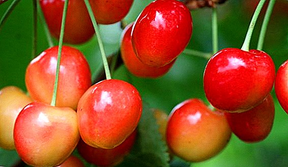 Cherry "Red Hill": characteristic