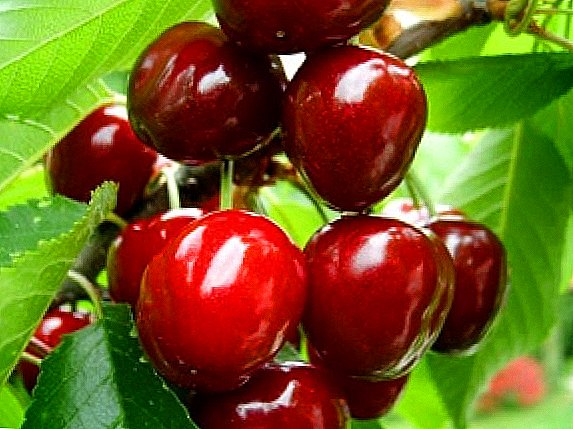 Cherry Cherry "Cherry"