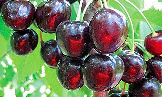 Sweet cherry "Favorite Astakhov": characteristics, pros and cons