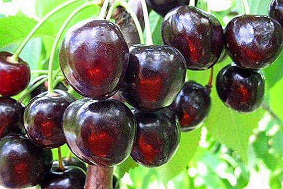 Cherries "Napoleon Black": characteristics, cultivation agrotechnology