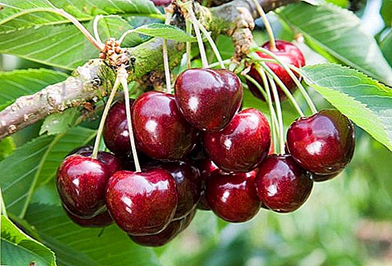Sweet Cherry "Ovstuzhenka": omadused, tolmeldajad, eduka kasvatamise saladused
