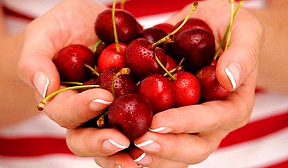 Sweet cherry: useful properties and contraindications