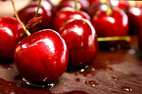 Sweet cherry Sügise puu hooldamise reeglid