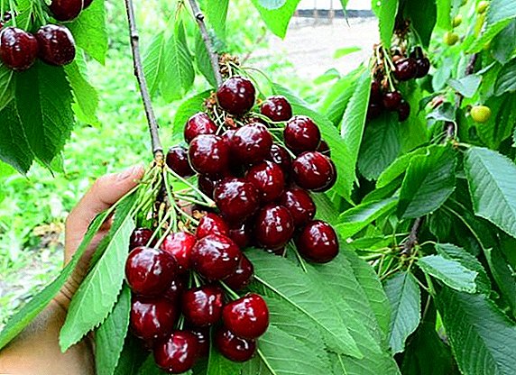 Sweet cherry "Farewell": characteristics, pros and cons
