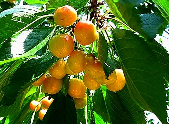 Sweet cherry "Rossoshanskaya golden": characteristic