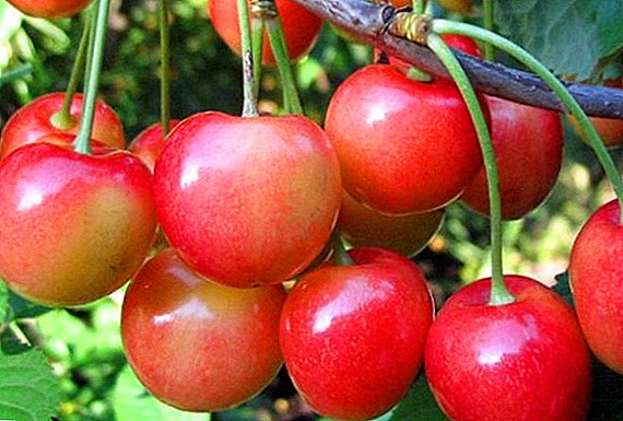 Cherry "Julia": charakteristika, výhody a nevýhody
