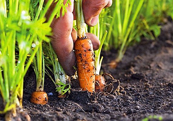 After how many carrots come up after sowing, what to do if the carrot has not risen