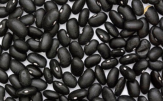 Haricots noirs: combien de calories, quelles vitamines sont contenues, qu'est-ce qui est utile, qui peut être blessé