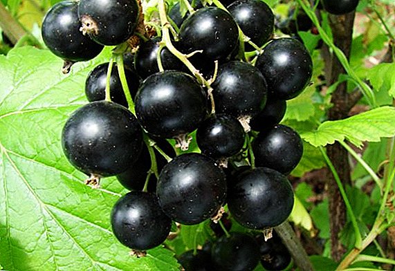 Black currant: we plant, we grow, we harvest
