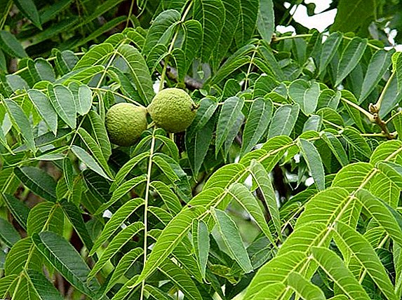 Črni oreh: vse, kar morate vedeti o gojenju drevesa