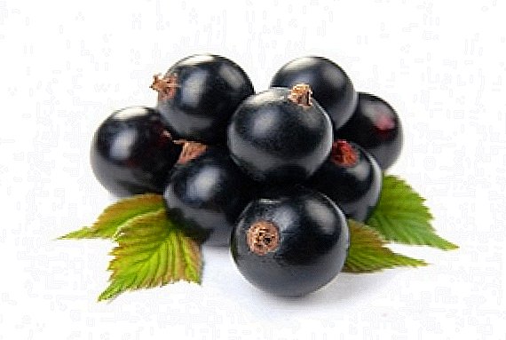 Perles noires: les meilleures variétés de cassis