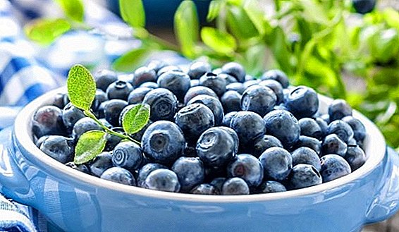 Bilberry: calorie content, composition, beneficial properties and contraindications