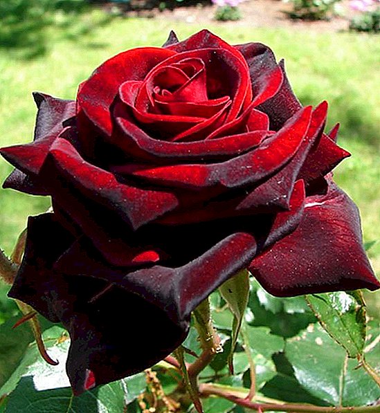 Flores pretas e vermelhas da magia negra: características do cuidado com a variedade Black Magic