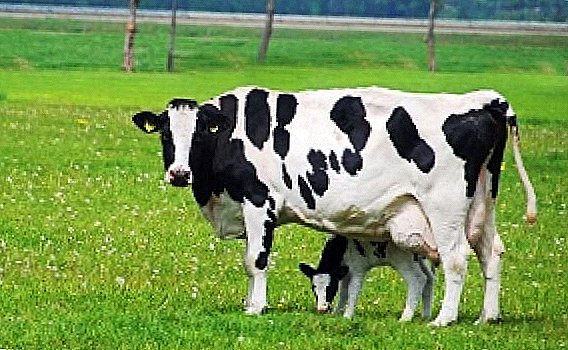 Razza di mucche in bianco e nero