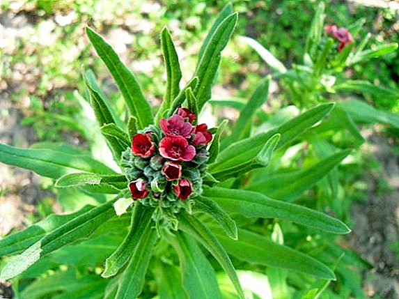 Chernokoren officinalis: the fight against mice and other pests of the garden