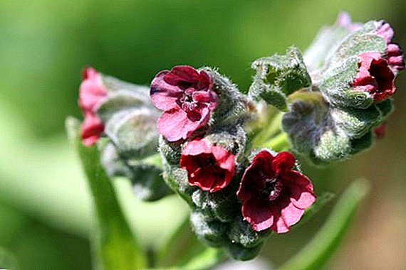 Чернокорени официналис: где расте и како да расте из семена