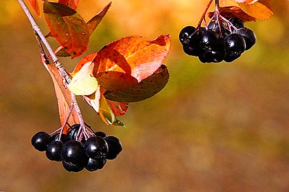 Chokeberry therapeutic properties and contraindications