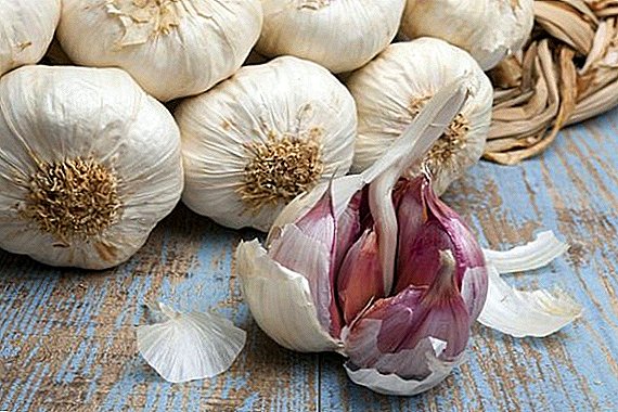 Grade garlic "Irene" - innovation of Ukrainian farmers