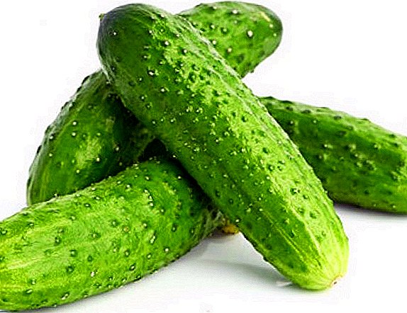 What to do so that cucumbers are not bitter