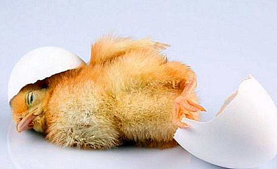 Que faire en cas d'éternuement, de respiration sifflante, de diarrhée chez le poulet de chair: comment traiter les maladies de la volaille