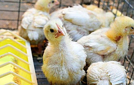 Que faire si les poulets de chair ne prennent pas de poids: causes et solutions