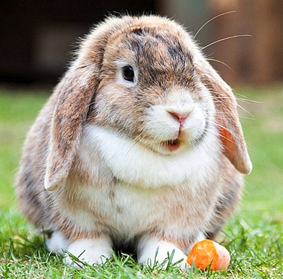 ¿Qué hacer si un conejo estornuda?