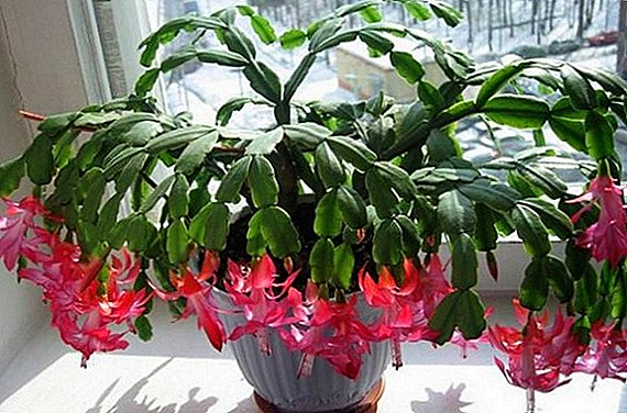 What to do if the Decembrist (Schlumbergera) does not want to bloom