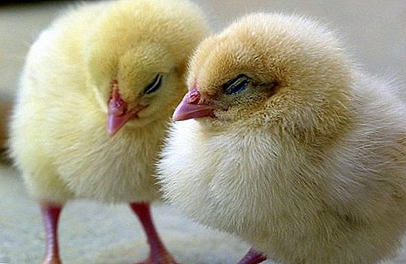 מה אם תרנגולות ימותו