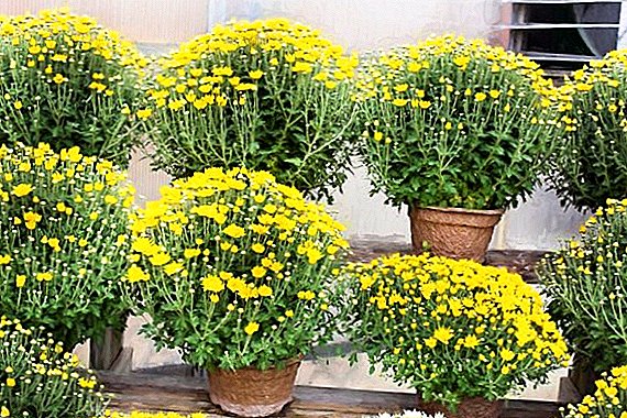 What to do if the chrysanthemum room has faded, how to bring the plant back to life