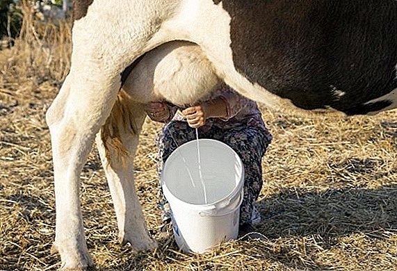 Vad händer om en ko sparkar under mjölkning