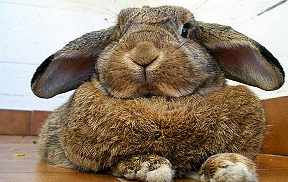 What to do if the rabbit got fat