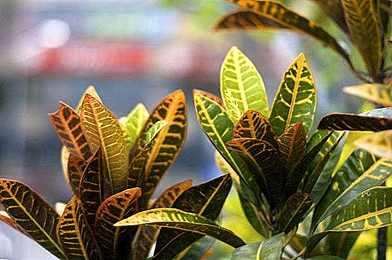 What if croton drops leaves?