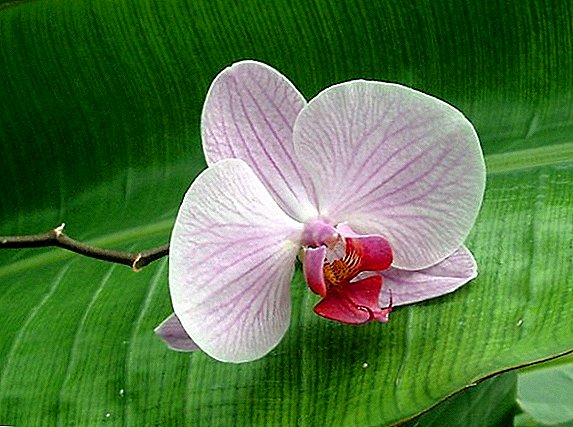 Was tun, wenn klebrige Tropfen auf der Orchidee auftauchen