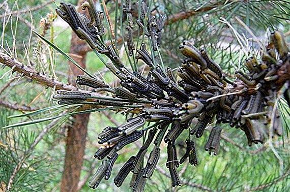 Co dělat, když se housenky nacházejí na borovici: metody nakládání s škůdci jehličnatých stromů