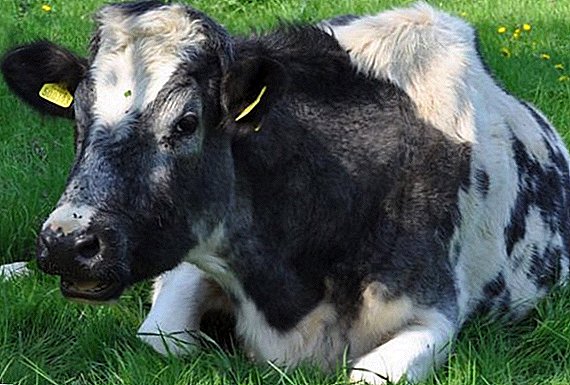 What to do if a cow is poisoned