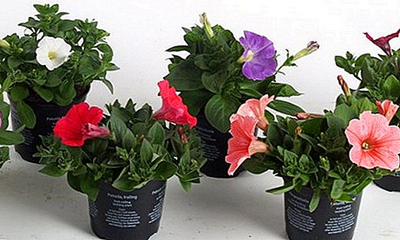 What to do if petunia does not bloom